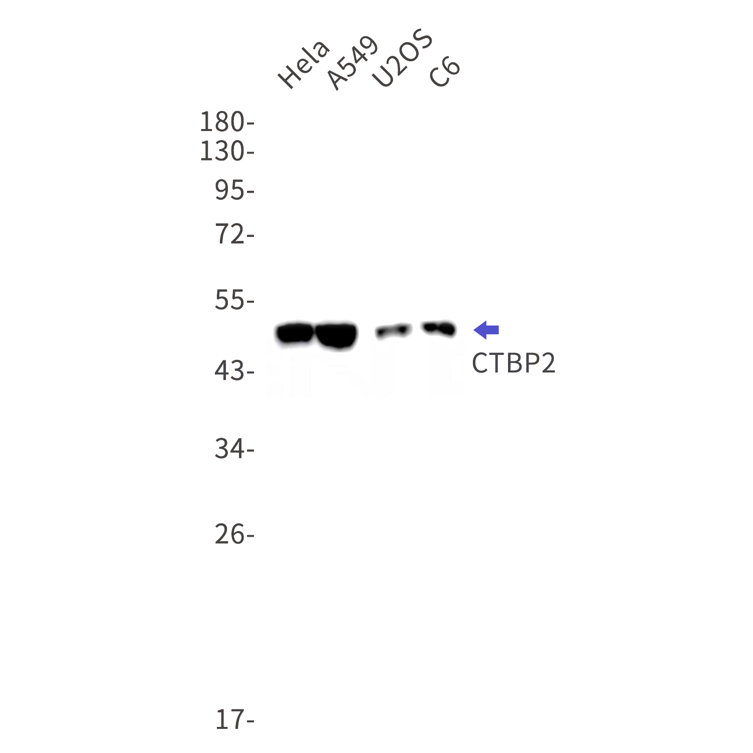 Western blot detection of CTBP2 in Hela,A549,U2OS,C6 cell lysates using CTBP2 Rabbit mAb(1:1000 diluted).Predicted band size:49kDa.Observed band size:49kDa.