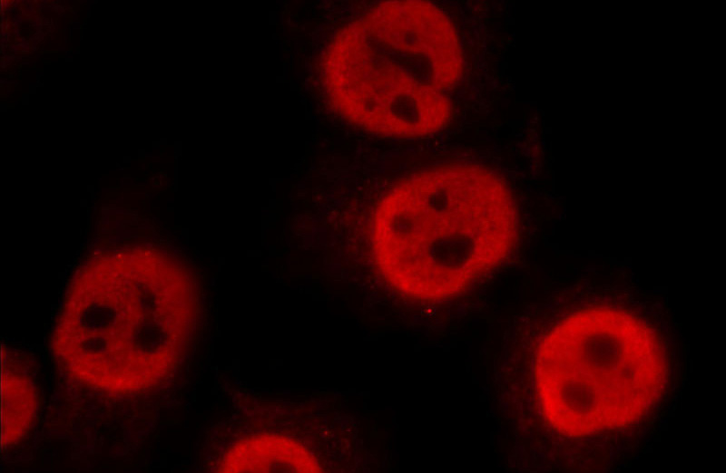 Immunofluorescent analysis of HepG2 cells using Catalog No:110654(FIBP Antibody) at dilution of 1:25 and Alexa Fluor 594-congugated AffiniPure Goat Anti-Rabbit IgG(H+L)