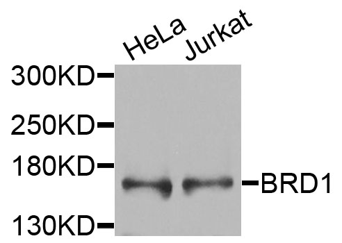 Western blot - BRD1 Polyclonal Antibody 
