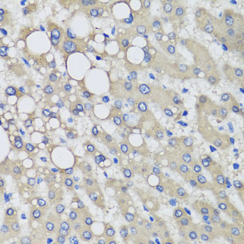Immunohistochemistry - PRODH Polyclonal Antibody 
