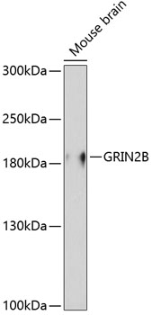 Western blot - GRIN2B Polyclonal Antibody 