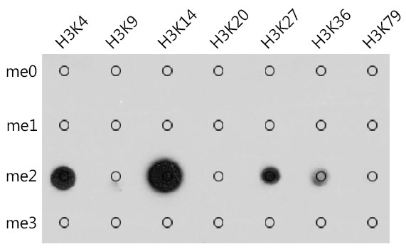 Dot Blot - Pan DiMethyl-lysine pAb 