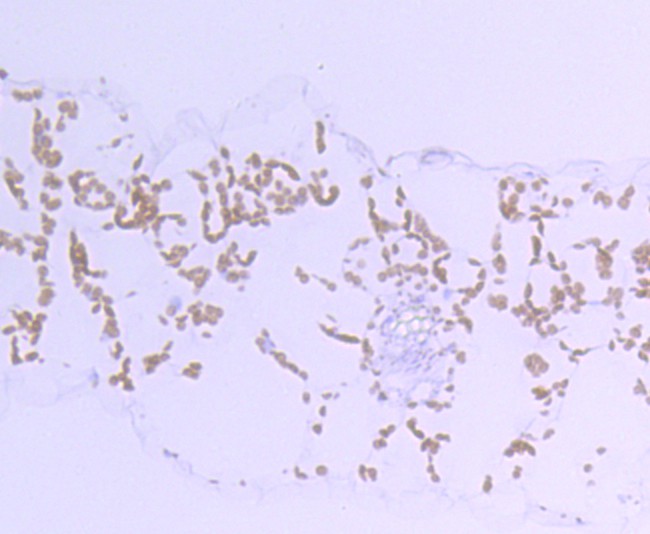 Fig3: Immunohistochemical analysis of paraffin-embedded A. thaliana using anti-Rubisco activase rabbit polyclonal antibody.