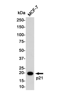 Western blot detection of p21 in MCF-7 cell lysates using p21 Rabbit pAb(1:1000 diluted).Predicted band size:18KDa.Observed band size:21KDa.