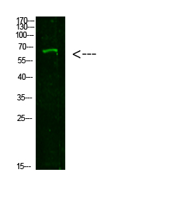 Fig1:; Western Blot analysis of 293T cells using primary antibody diluted at 1:1000(4°C overnight). Secondary antibody: Goat Anti-rabbit IgG IRDye 800( diluted at 1:5000, 25°C, 1 hour)