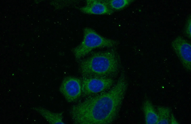 Immunofluorescent analysis of (-20oc Ethanol) fixed HeLa cells using Catalog No:108539(BTD Antibody) at dilution of 1:50 and Alexa Fluor 488-congugated AffiniPure Goat Anti-Rabbit IgG(H+L)