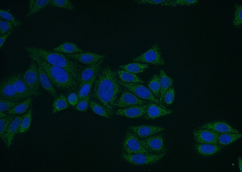 Immunofluorescent analysis of (-20oc Ethanol) fixed HepG2 cells using Catalog No:110746(FOXA2 Antibody) at dilution of 1:50 and Alexa Fluor 488-congugated AffiniPure Goat Anti-Rabbit IgG(H+L)