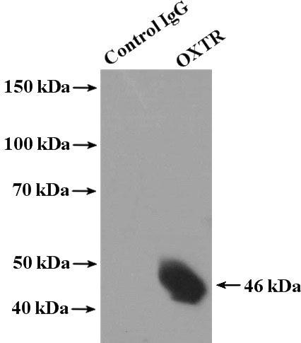 IP Result of anti-OXTR (IP:Catalog No:113530, 4ug; Detection:Catalog No:113530 1:1000) with L02 cells lysate 1800ug.