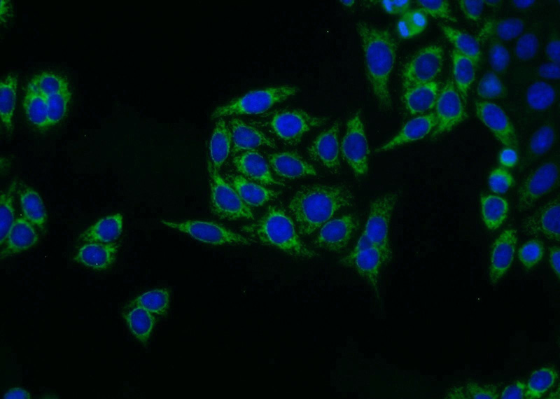 Immunofluorescent analysis of HepG2 cells using Catalog No:115031(SDHA Antibody) at dilution of 1:25 and Alexa Fluor 488-congugated AffiniPure Goat Anti-Rabbit IgG(H+L)