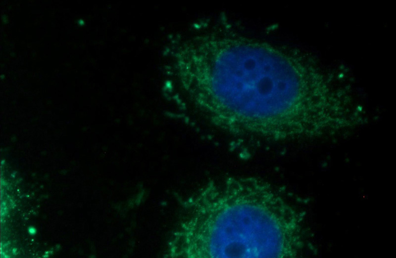 Immunofluorescent analysis of HepG2 cells using Catalog No:112766(MTCH2 Antibody) at dilution of 1:25 and Alexa Fluor 488-congugated AffiniPure Goat Anti-Rabbit IgG(H+L)
