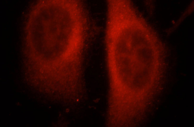 Immunofluorescent analysis of HepG2 cells, using RAPGEFL1 antibody Catalog No:114552 at 1:25 dilution and Rhodamine-labeled goat anti-rabbit IgG (red).