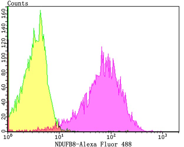 Fig6:; Flow cytometric analysis of NDUFB8 was done on Hela cells. The cells were fixed, permeabilized and stained with the primary antibody ( 1/50) (purple). After incubation of the primary antibody at room temperature for an hour, the cells were stained with a Alexa Fluor 488-conjugated Goat anti-Rabbit IgG Secondary antibody at 1/1000 dilution for 30 minutes.Unlabelled sample was used as a control (cells without incubation with primary antibody; yellow).
