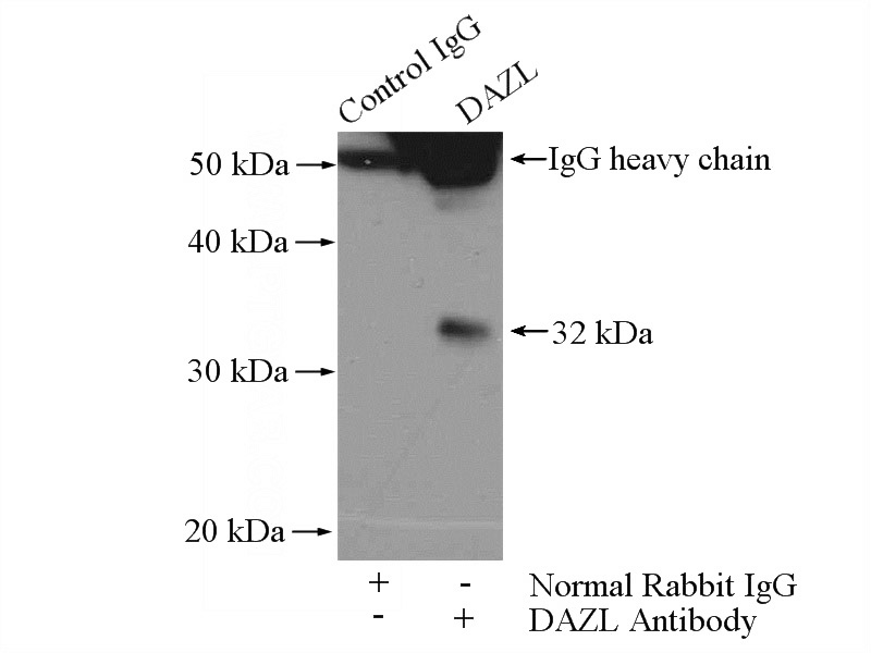 IP Result of anti-DAZL (IP:Catalog No:109874, 4ug; Detection:Catalog No:109874 1:500) with mouse testis tissue lysate 4400ug.