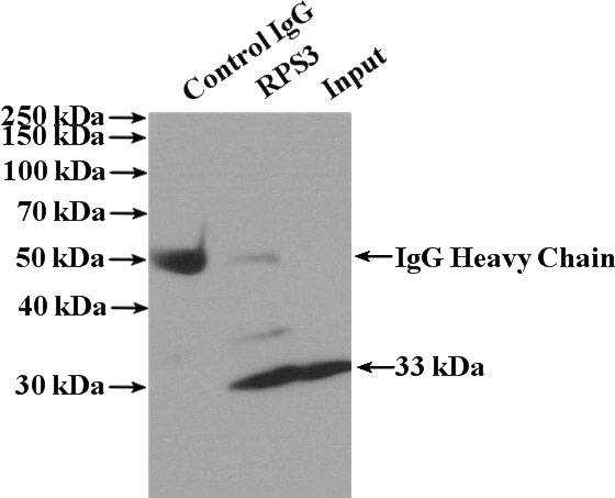 IP Result of anti-RPS3 (IP:Catalog No:114844, 4ug; Detection:Catalog No:114844 1:1000) with mouse brain tissue lysate 4000ug.