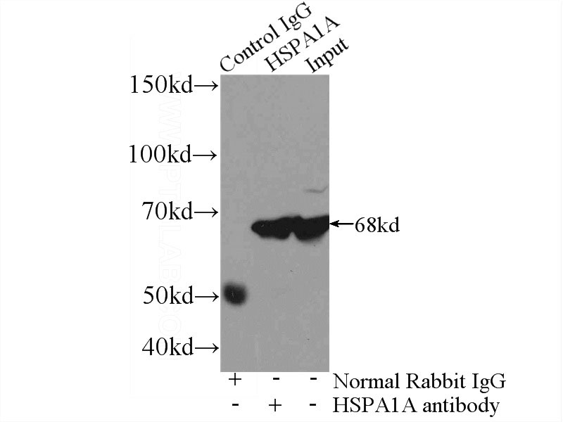 IP Result of anti-HSP70 (IP:Catalog No:111568, 3ug; Detection:Catalog No:111568 1:1000) with mouse brain tissue lysate 3600ug.
