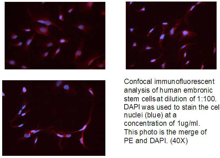 Confocal immunofluorescent analysis of human embronic stem cells with Catalog No:107330 at dilution of 1:100. DAPI was used to stain the cell nuclei (blue) at a concentration of 1ug/ml. This photo is the merge of PE and DAPI. (40X)