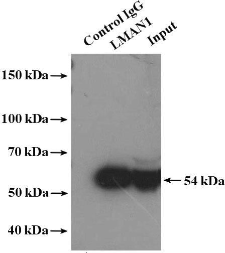 IP Result of anti-LMAN1 (IP:Catalog No:112250, 4ug; Detection:Catalog No:112250 1:400) with HepG2 cells lysate 1000ug.