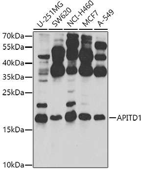 Western blot - APITD1 Polyclonal Antibody 