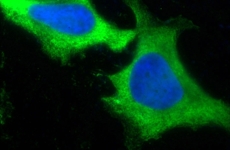 Immunofluorescent analysis of (10% Formaldehyde) fixed HeLa cells using Catalog No:107462(PD-L1/CD274 Antibody) at dilution of 1:300 and Alexa Fluor 488-congugated AffiniPure Goat Anti-Mouse IgG(H+L)