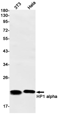 Western blot detection of HP1 alpha in 3T3,Hela cell lysates using HP1 alpha Rabbit mAb(1:1000 diluted).Predicted band size:22kDa.Observed band size:22kDa.