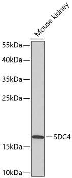 Western blot - SDC4 Polyclonal Antibody 