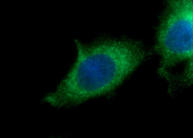 Immunofluorescent analysis of HepG2 cells using Catalog No:112022(KDELC2 Antibody) at dilution of 1:50 and Alexa Fluor 488-congugated AffiniPure Goat Anti-Rabbit IgG(H+L)