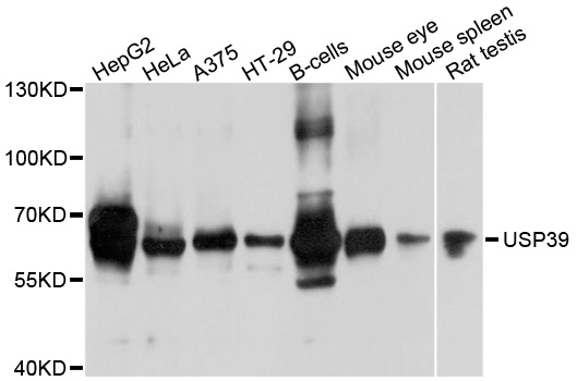 Western blot - USP39 Polyclonal Antibody 