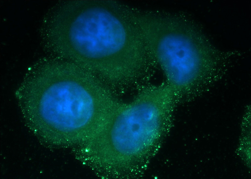 Immunofluorescent analysis of HeLa cells using Catalog No:113725(PEX1 Antibody) at dilution of 1:50 and Alexa Fluor 488-congugated AffiniPure Goat Anti-Rabbit IgG(H+L)