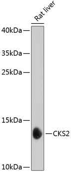 Western blot - CKS2 Polyclonal Antibody 