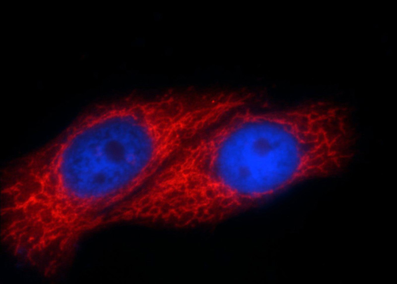Immunofluorescent analysis of HepG2 cells using Catalog No:115339(SLC25A6-Specific Antibody) at dilution of 1:25 and Rhodamine-Goat anti-Rabbit IgG