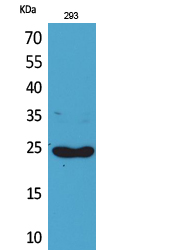 Fig1:; Western Blot analysis of 293 cells using Lymphotactin Polyclonal Antibody.. Secondary antibody（catalog#：HA1001) was diluted at 1:20000