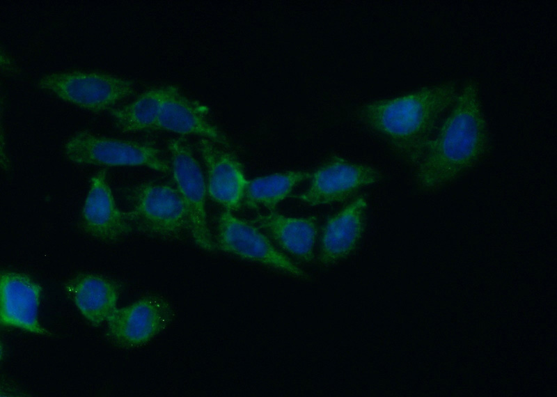 Immunofluorescent analysis of (10% Formaldehyde) fixed HepG2 cells using Catalog No:111446(HPD Antibody) at dilution of 1:50 and Alexa Fluor 488-congugated AffiniPure Goat Anti-Rabbit IgG(H+L)
