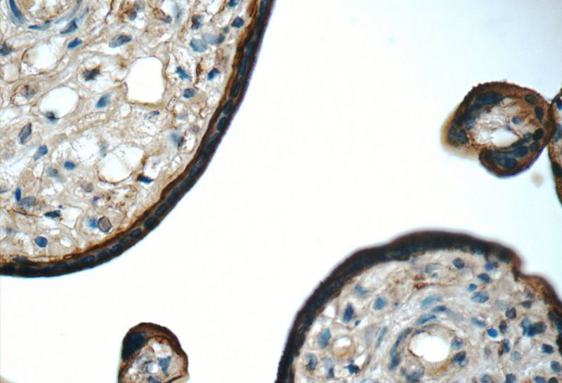 Immunohistochemistry of paraffin-embedded human placenta tissue slide using Catalog No:115225(SIGLEC6 Antibody) at dilution of 1:50 (under 40x lens)