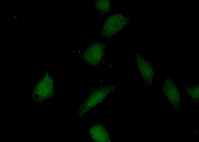 Immunofluorescent analysis of (10% Formaldehyde) fixed NIH/3T3 cells using Catalog No:109167(CDK8 Antibody) at dilution of 1:50 and Alexa Fluor 488-congugated AffiniPure Goat Anti-Rabbit IgG(H+L)
