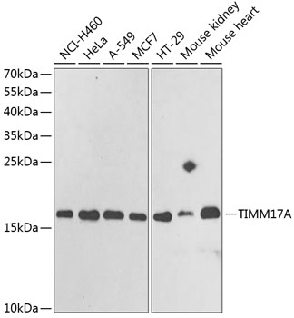Western blot - TIMM17A Polyclonal Antibody 