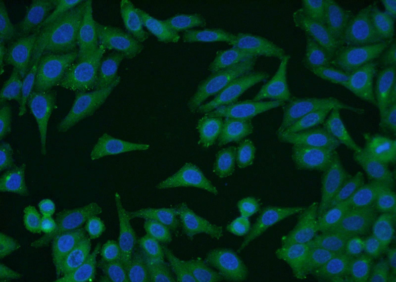 Immunofluorescent analysis of HepG2 cells using Catalog No:107182(CUL4A Antibody) at dilution of 1:50 and Alexa Fluor 488-congugated AffiniPure Goat Anti-Mouse IgG(H+L)