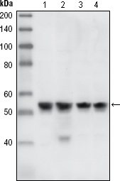 Western blot analysis using CHK1 mouse mAb against A431 (1), Hela (2), NIH/3T3 (3) and K562 (4) cell lysate.