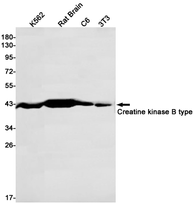 Western blot detection of Creatine kinase B type in K562,Rat Brain,C6,3T3 cell lysates using Creatine kinase B type Rabbit pAb(1:1000 diluted).Predicted band size:43kDa.Observed band size:43kDa.