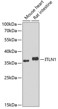 Western blot - ITLN1 Polyclonal Antibody 