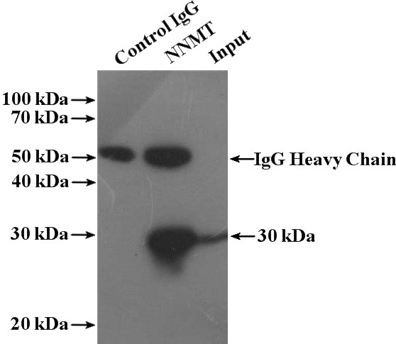 IP Result of anti-NNMT (IP:Catalog No:113258, 4ug; Detection:Catalog No:113258 1:300) with HepG2 cells lysate 2400ug.