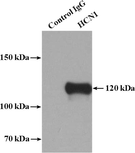 IP Result of anti-HCN1 (IP:Catalog No:111284, 4ug; Detection:Catalog No:111284 1:1000) with mouse brain tissue lysate 4000ug.