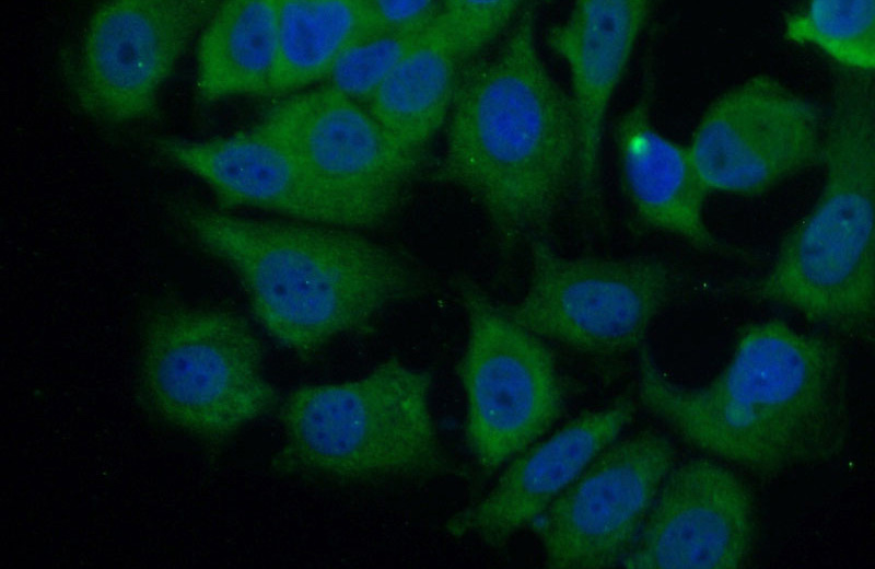 Immunofluorescent analysis of MCF-7 cells using Catalog No:107551(SFN Antibody) at dilution of 1:100 and Alexa Fluor 488-congugated AffiniPure Goat Anti-Mouse IgG(H+L)