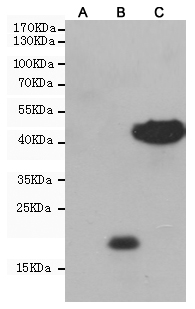 Western blot analysis of extracts from CHO-K1 cells, untransfected (A) or transfected with different FLAG-fusion proteins (B, C), using Myc-Tag (9E10) Mouse mAb (HRP Conjugate) Mouse mAb (1:1000 diluted).