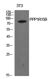 Fig1:; Western Blot analysis of NIH-3T3 cells using PPP1R15B Polyclonal Antibody.. Secondary antibody（catalog#：HA1001) was diluted at 1:20000