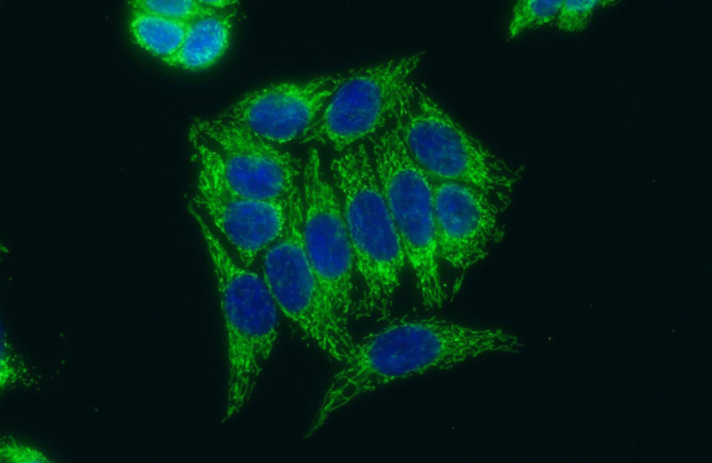 Immunofluorescent analysis of (10% Formaldehyde) fixed HeLa cells using Catalog No:108324(ATPIF1 Antibody) at dilution of 1:50 and Alexa Fluor 488-congugated AffiniPure Goat Anti-Rabbit IgG(H+L)