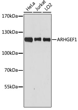 Western blot - ARHGEF1 Polyclonal Antibody 