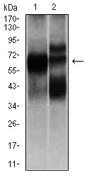 Western blot analysis using HEXA mouse mAb against L1210 (1), and HL7702 (2) cell lysate.
