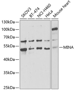 Western blot - MINA Polyclonal Antibody 