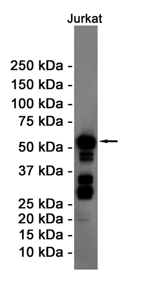 Western blot detection of Cyclin B1 in Jurkat cell lysates using Cyclin B1 Rabbit pAb(1:1000 diluted).Predicted band size:48KDa.Observed band size:55KDa.