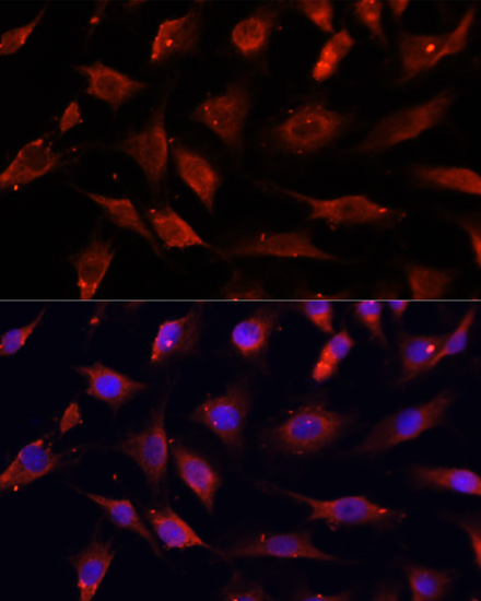 Immunofluorescence - DNASE1L1 Polyclonal Antibody 